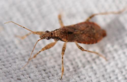 Himacerus mirmicoides